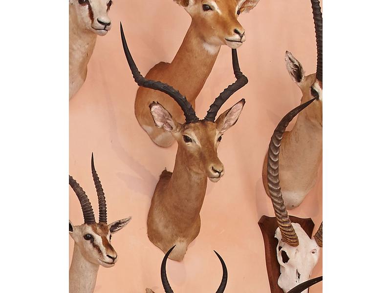Impala : tête en cape avec indications à...