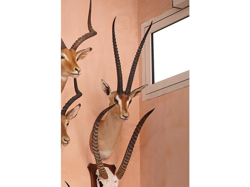 Gazelle de Grant reynei ou Gazelle de Soemmering...