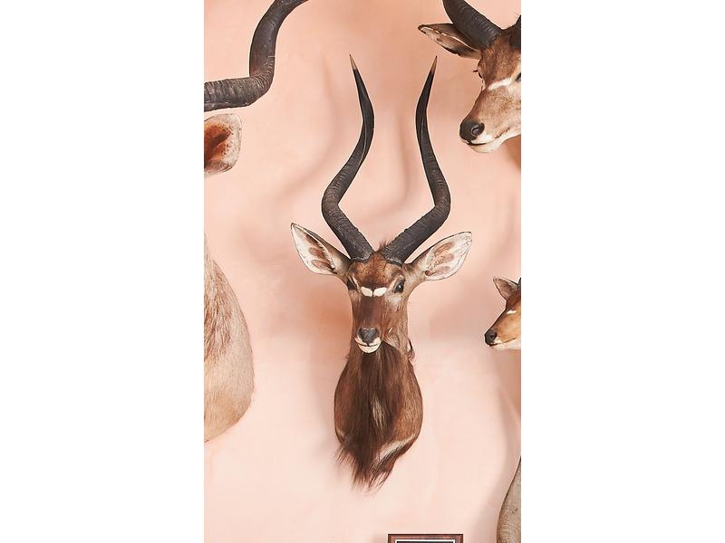 Nyala : tête en cape Rowland Ward