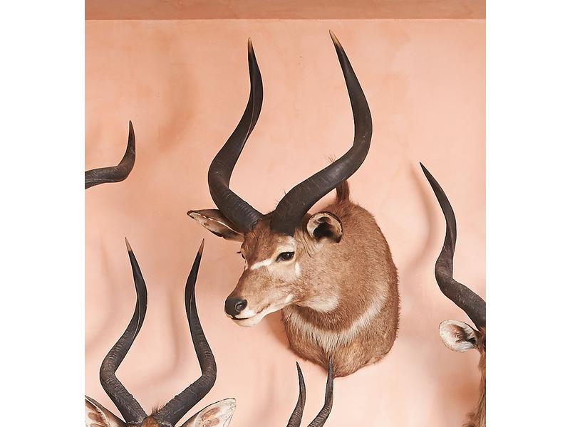 Nyala de montagne : tête en cape, très gros...