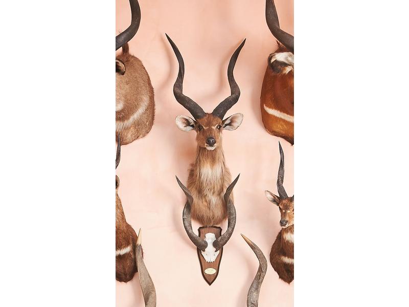 Sitatunga : tête en cape avec indications...