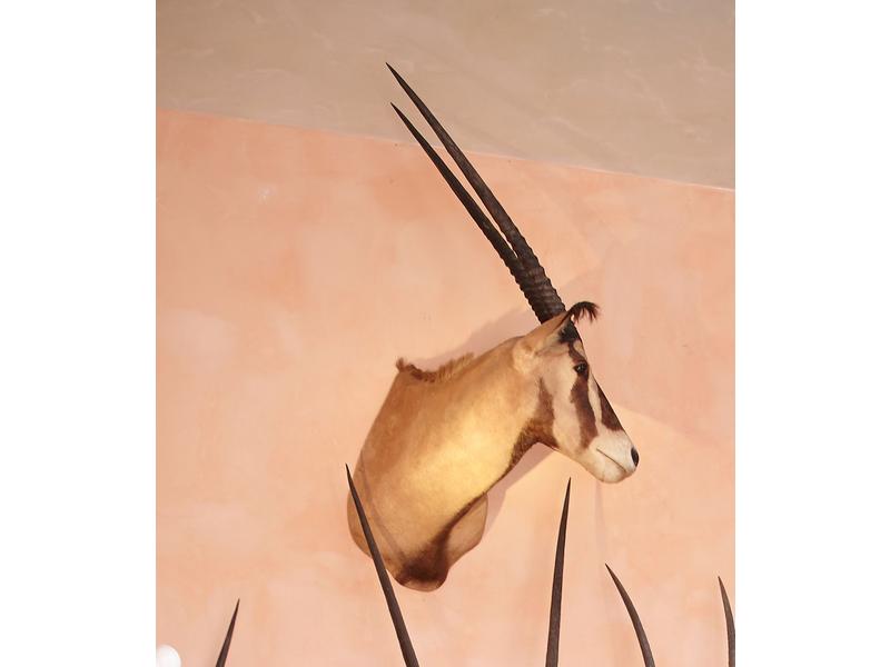 Oryx à oreilles frangées : tête en cape