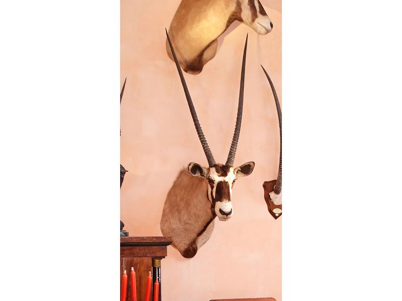 Oryx gemsbok : tête en cape