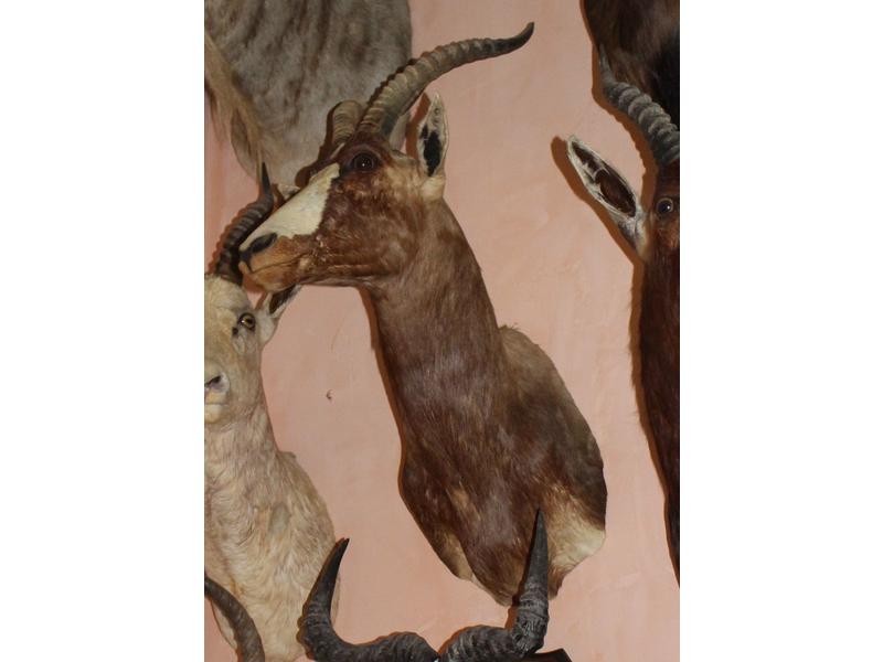 Blesbok : tête en cape