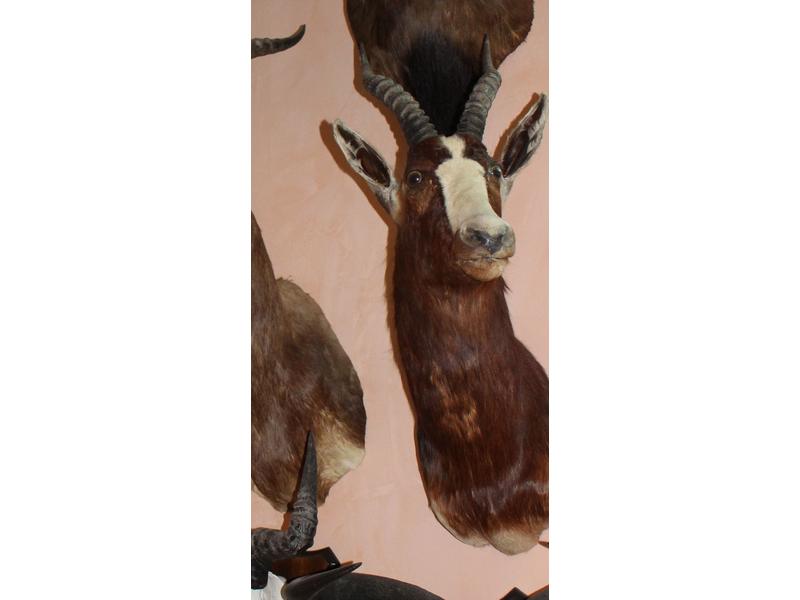 Bontebok : tête en cape