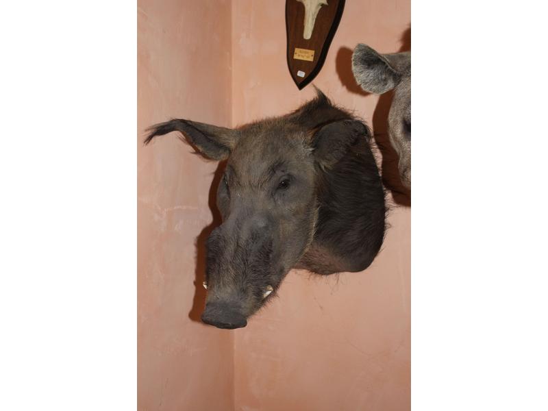 Potamochère : sous-espèce, tête en cape