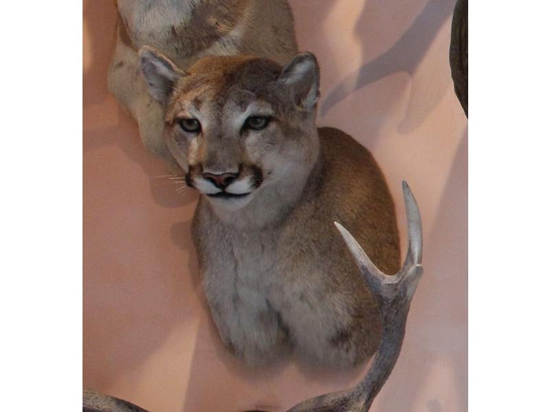 Puma : tête en cape avec estampille du taxidermiste...