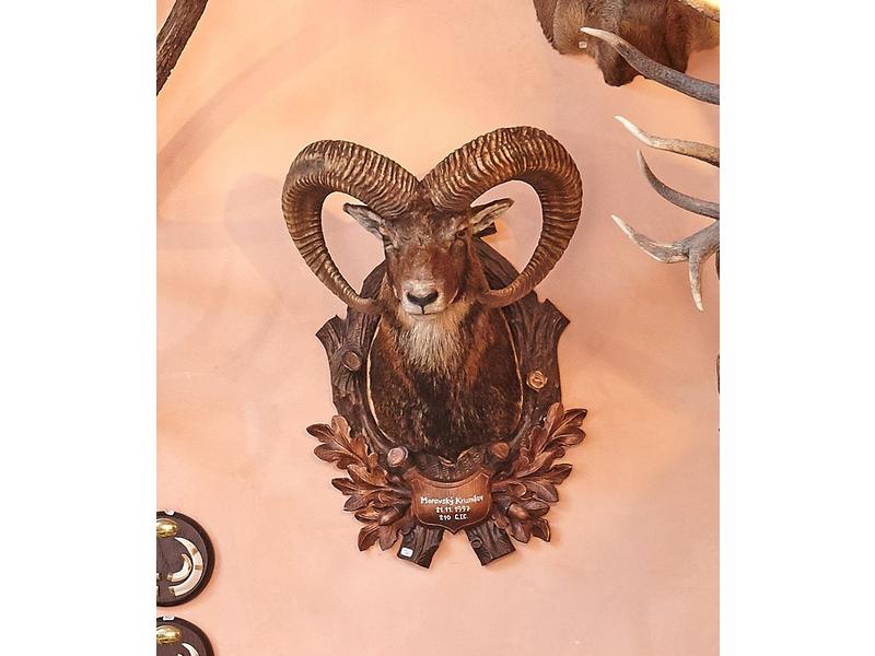 Mouflon d’Europe : tête en cape monté sur...