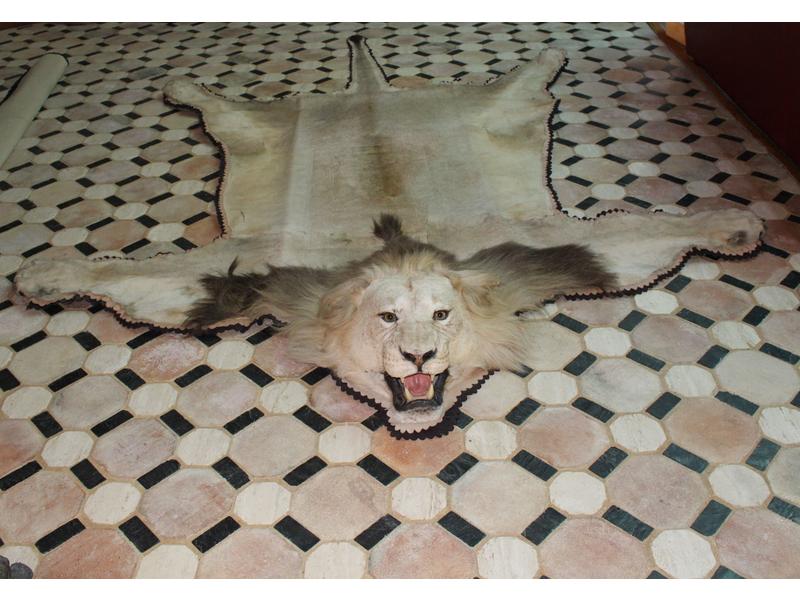Lion d’Afrique : peau montée en tapis avec...