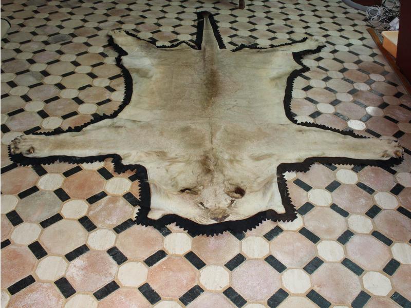 Lion d’Afrique : peau plate avec doublure...