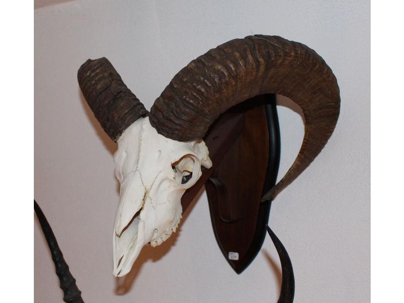 Mouflon d’Europe : massacre avec dentition...