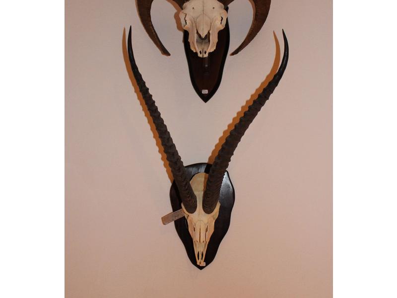 Gazelle de Grant : massacre avec dentition...