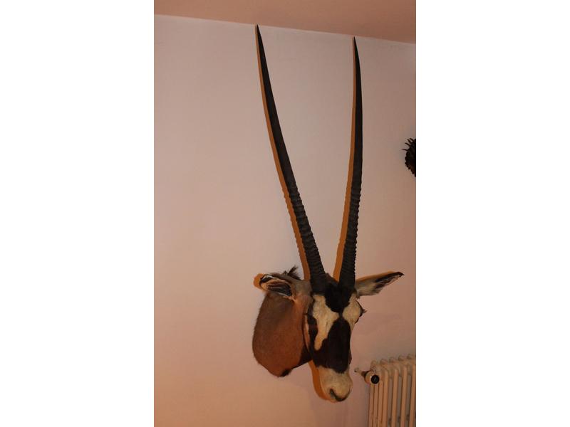Oryx gemsbok : tête en cape avec estampille...