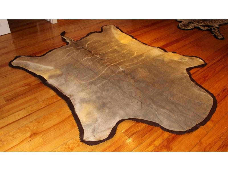 Grand koudou : peau plate montée en tapis,...