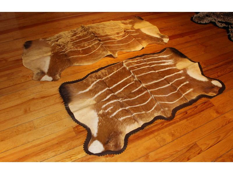 Ensemble de 2 peaux plates de Bongo :