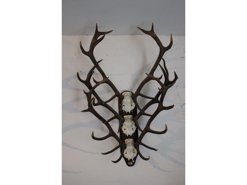 Ensemble de 3 frontaux de Cerf élaphe montés...