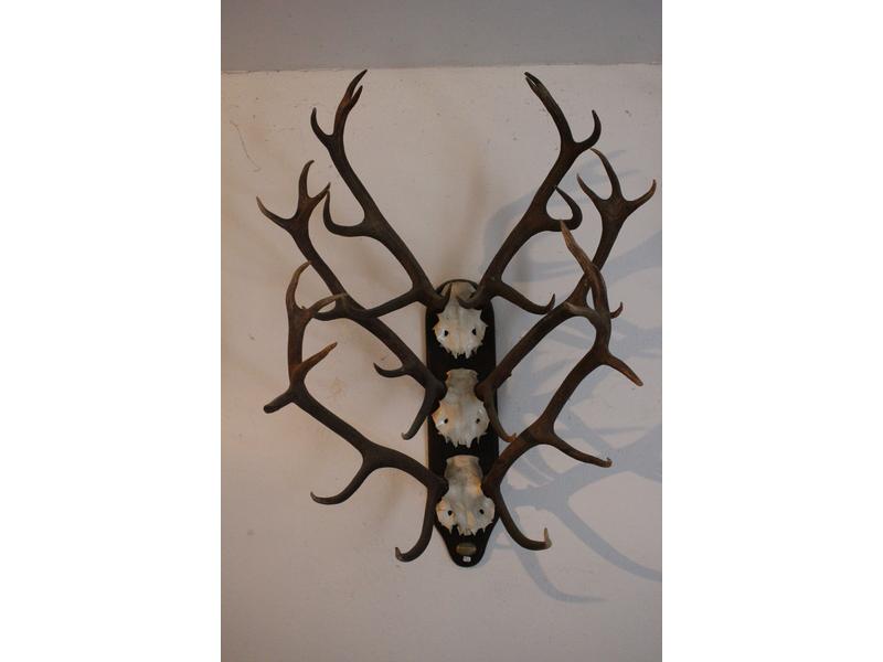 Ensemble de 3 frontaux de Cerf élaphe montés...