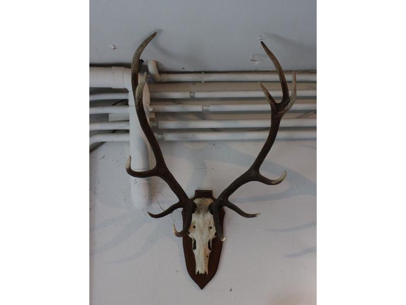 Cerf élaphe : massacre monté sur écusson...