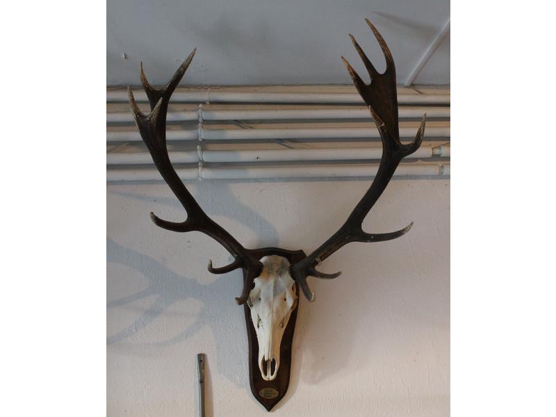 Cerf élaphe : massacre monté sur écusson...