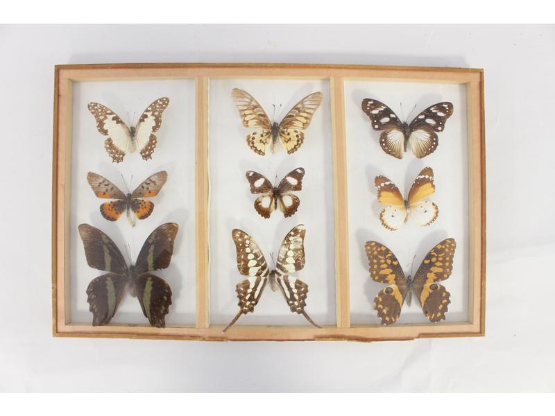 [Enthomologie] - NEUF PAPILLONS sous ver...