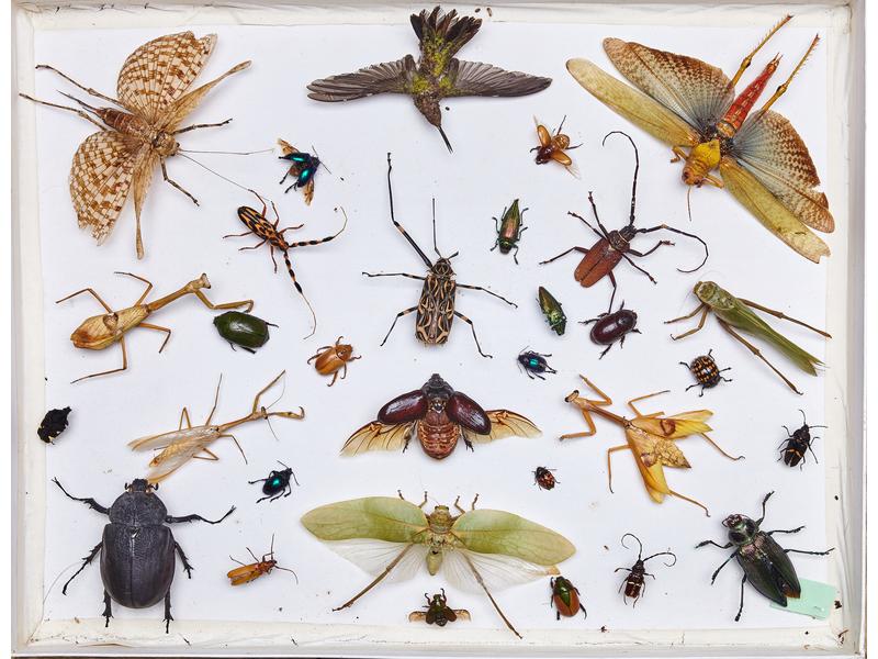 [Enthomologie] - BELLE BOÎTE d'insectes et...