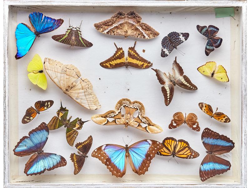 [Enthomologie] - QUATRE BOÎTES de papillons...