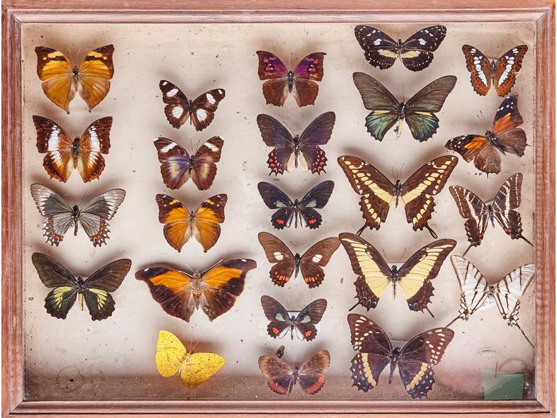 [Enthomologie] - TROIS BOÎTES de papillons...