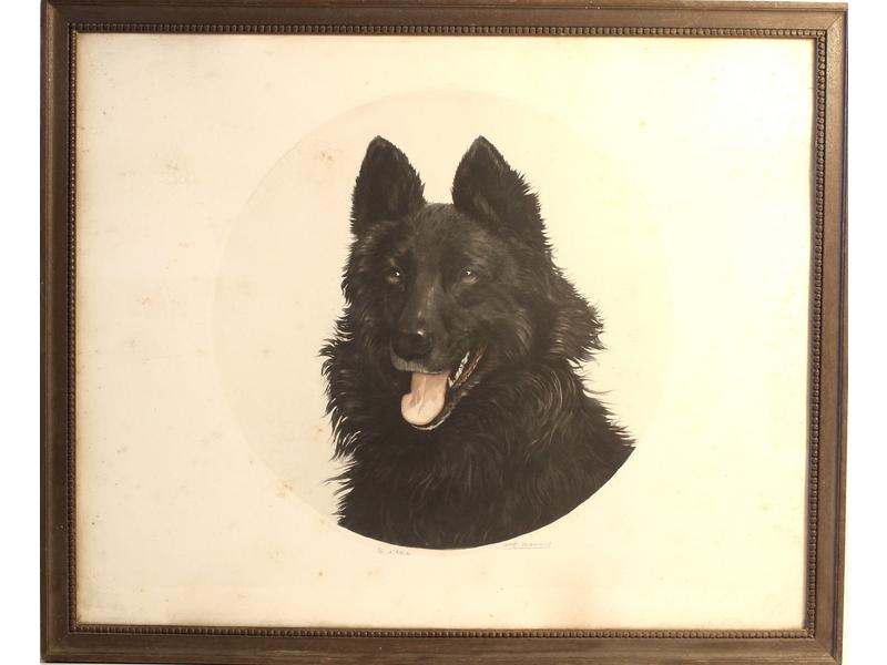 Chien de berger