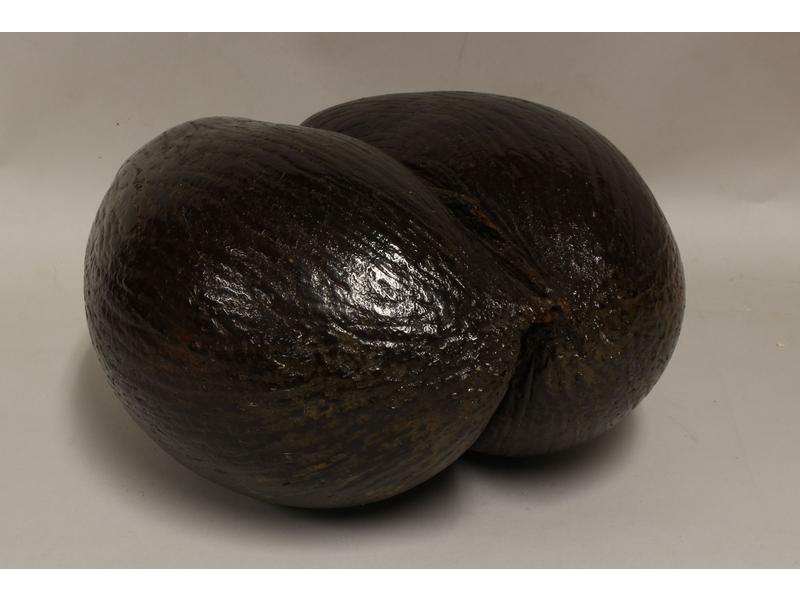 COCO FESSE.