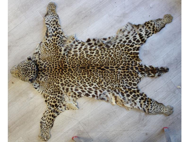 Panthère d'Afrique (Panthera pardus) (I/A)...