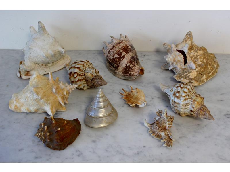 LOT DE COQUILLAGES