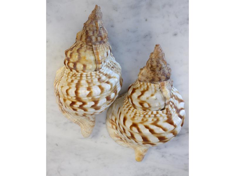 DEUX GRANDS CORAUX blancs.