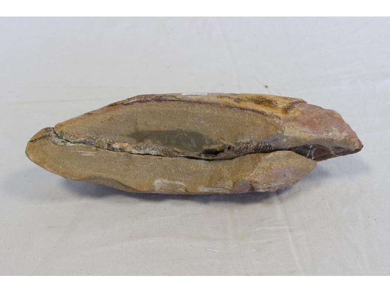 POISSON FOSSILE Rhacolepis, positif et n...