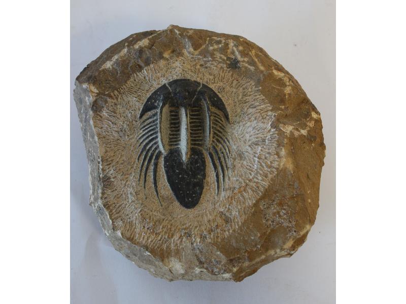 DEUX FOSSILES TYPE TRILOBITES, probablement...