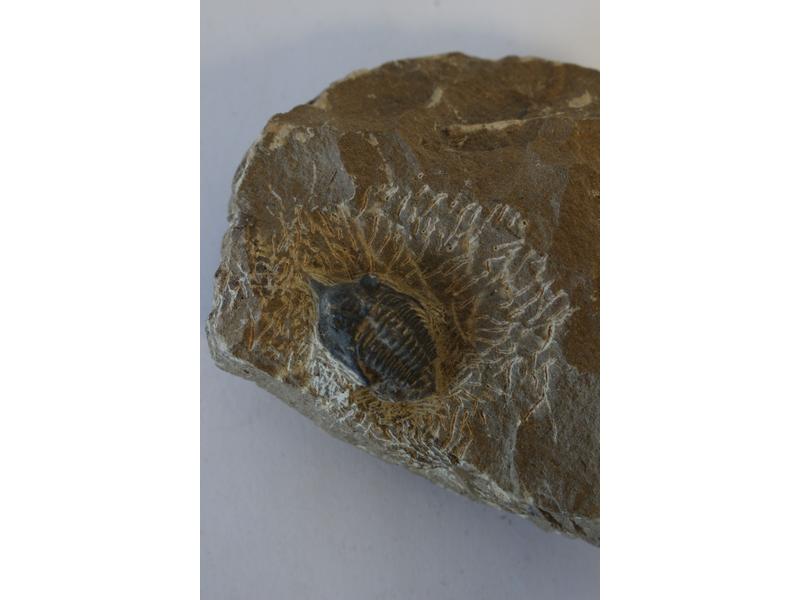 DEUX FOSSILES TYPE TRILOBITES, probablement...