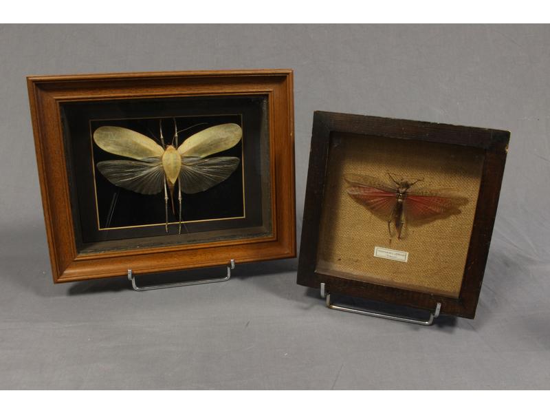 DEUX INSECTES VOLANTS sous boîte: