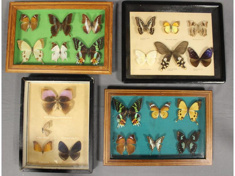 QUATRE SOUS-VERRES DE PAPILLONS comprenant...
