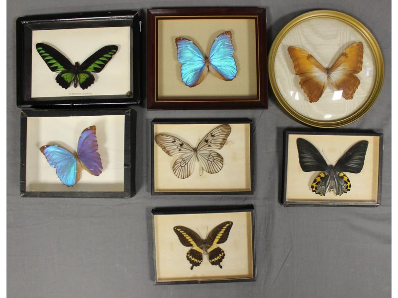 SUITE DE SEPT SOUS-VERRES comprenant 7 papillons...