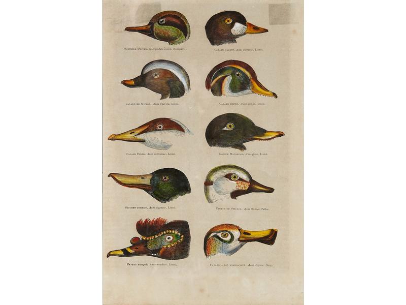 CINQ PLANCHES DE GRAVURES ornithologiques,...
