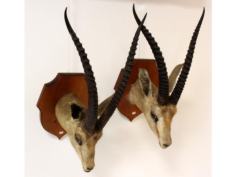 DEUX TÊTES NATURALISÉES DE GAZELLES DE GRANT...