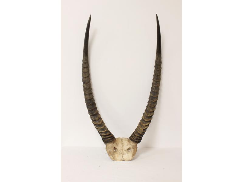 COB DEFASSA ou WATERBUCK (Kobus defassa)...