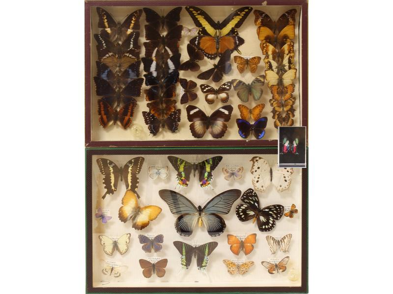 DEUX BOÎTES ENTOMOLOGIQUES vitrées comprenant...