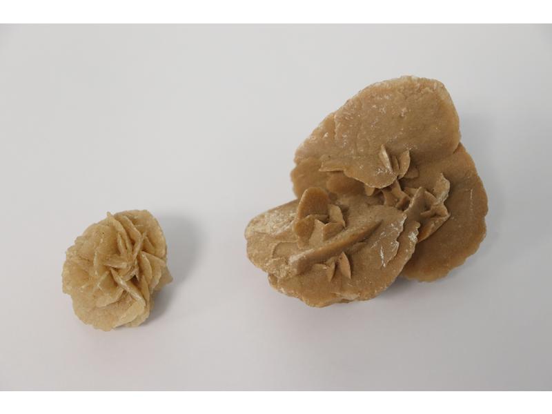 DEUX ROSES DES SABLES de tailles différe...