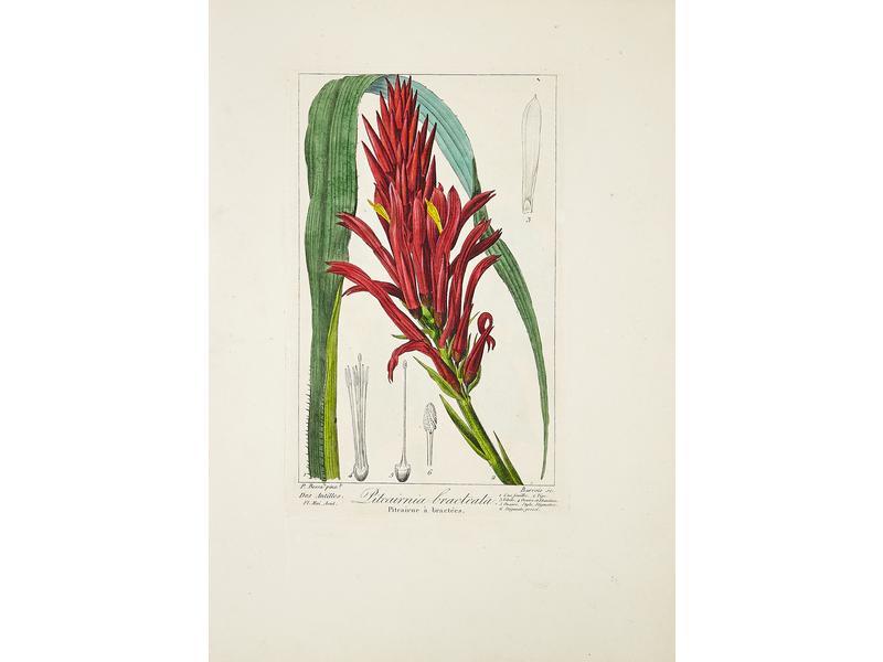 BESSA, [Pancrace] : Flore des jardiniers,...