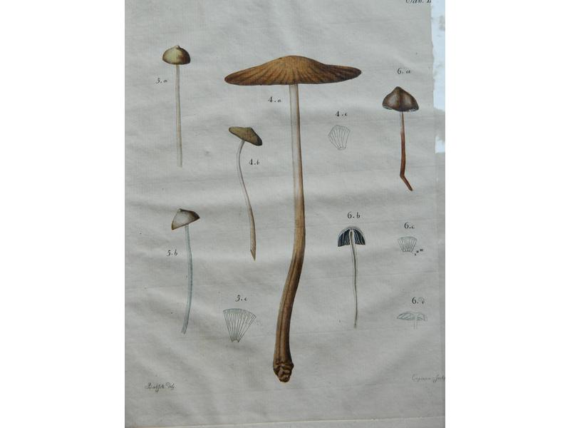 [CHAMPIGNONS] BATSCH (August Johann):  Elenchus...