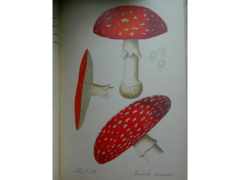 [CHAMPIGNONS] Lucien-Marie :  Les Champignons...