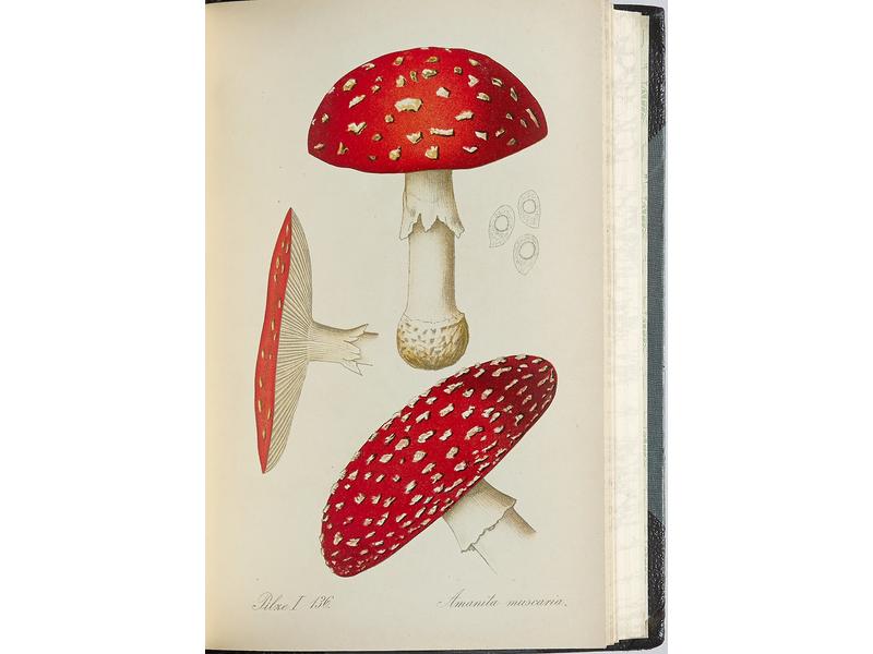 [CHAMPIGNONS]  MIGULA (Walter):  Kryptogamen-Flora...