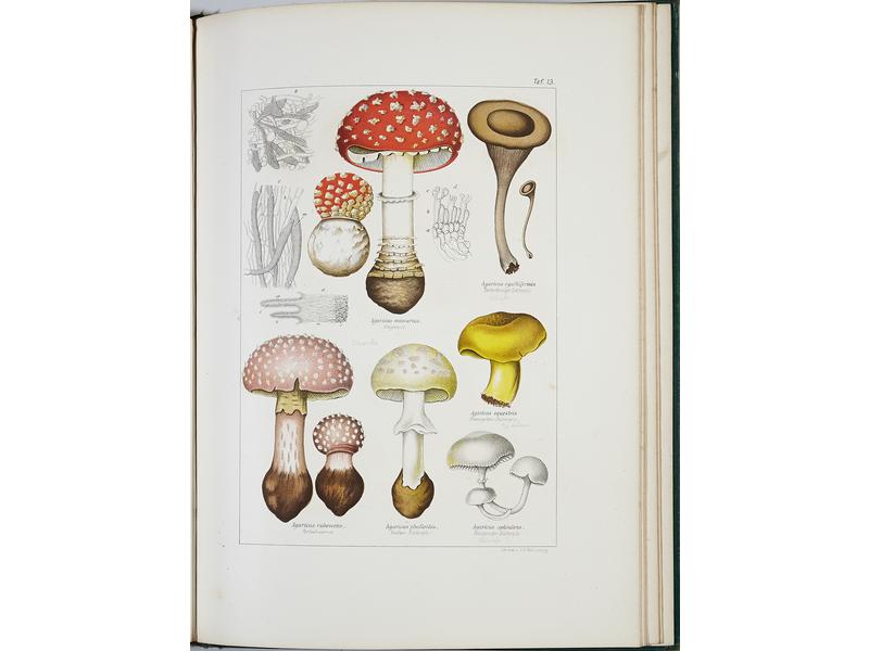 [CHAMPIGNONS]  PABST (Gustav):  Die Pilze,...