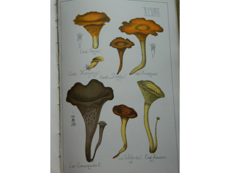 [CHAMPIGNONS] SICARD (G.) : Histoire naturelle...