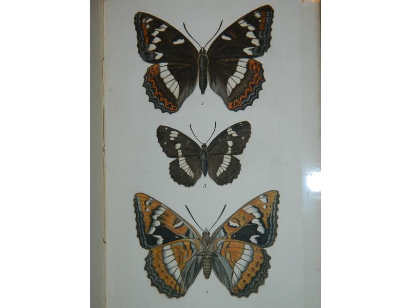 [ENTOMOLOGIE] Histoire naturelle des Papillons....